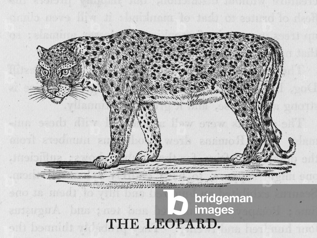 Image of Engraving depicting LEOPARD (BEWICK) 1790