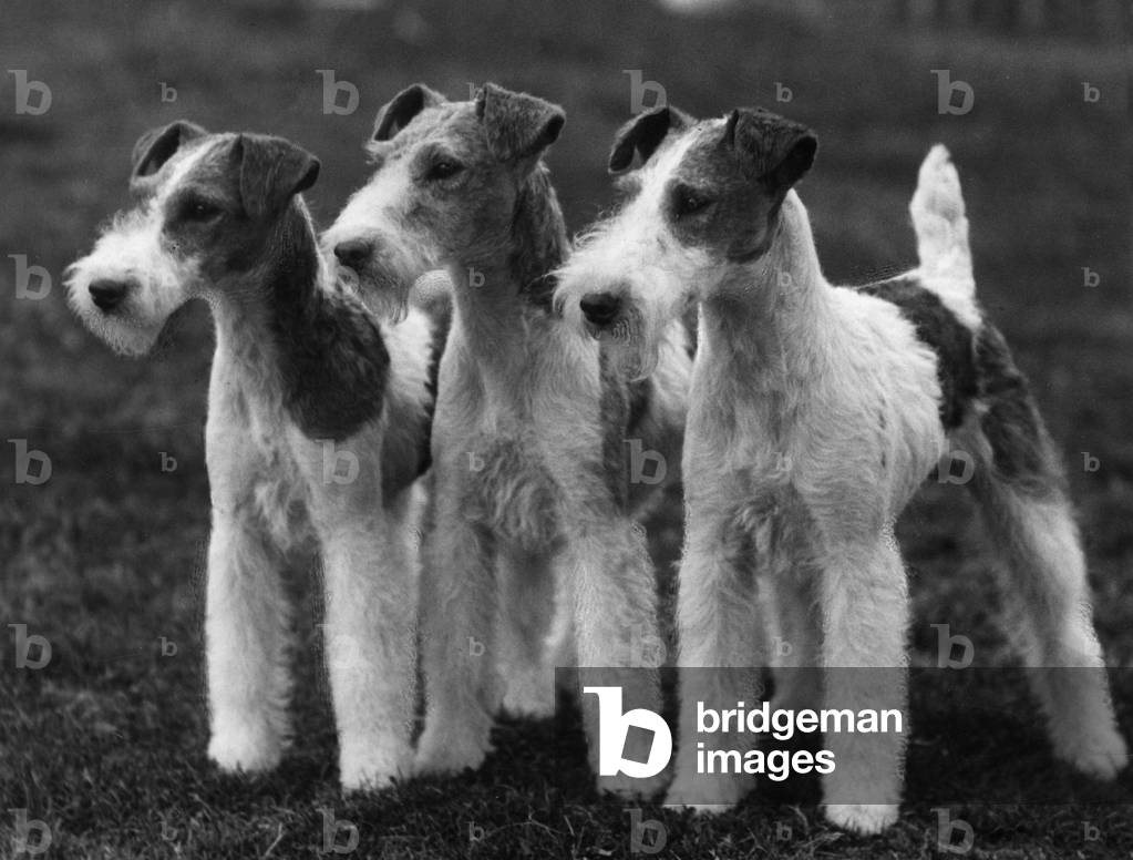 Image de Photographie représentant AUTOMNE/WIRE FOX TERRIER/37 1937 par Thomas Fall