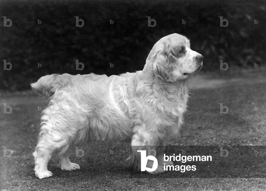 AUTOMNE/CLUMBER SPANIELS/53