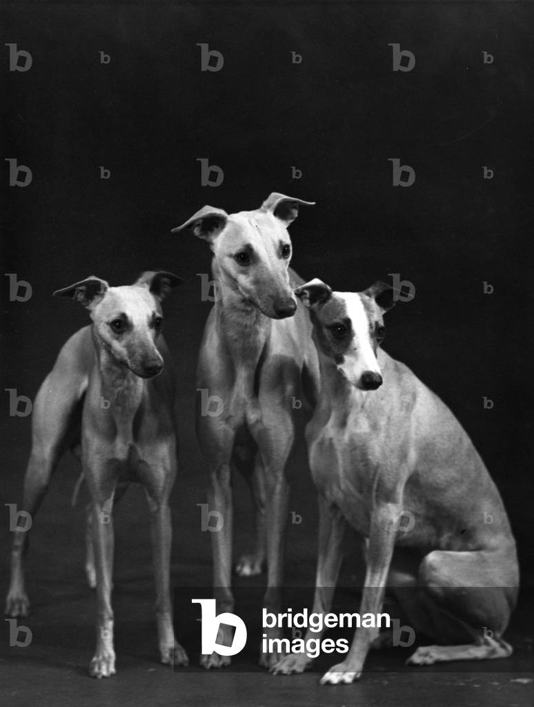 FALL/3 WHIPPETS TOGETHER