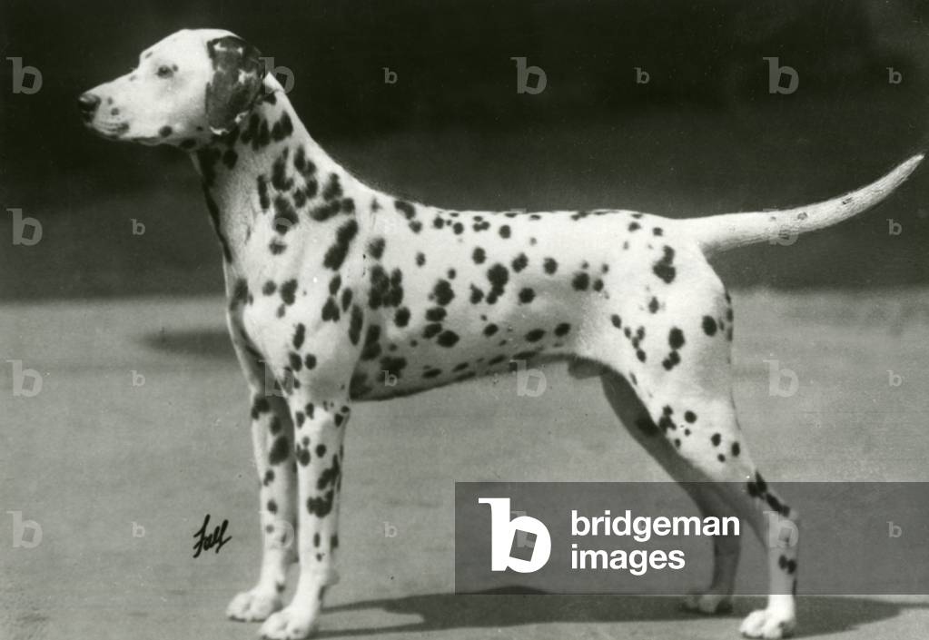 Image of Photography depicting DALMATIAN/SNOW LEOPARD 1929 by Thomas Fall