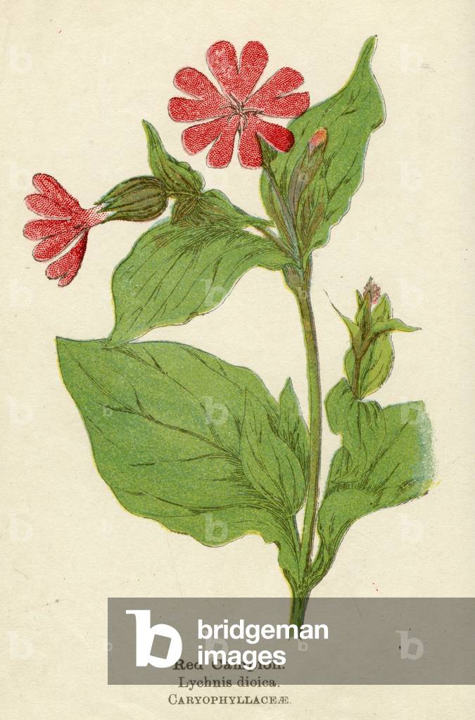PIANTE/LYCHNIS DIOICA