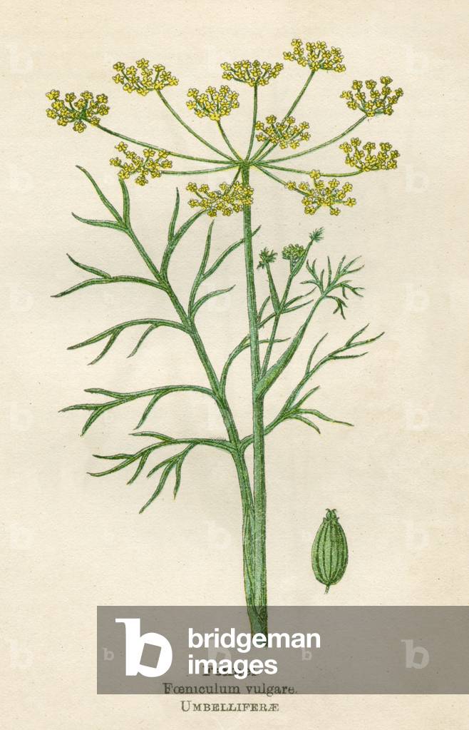 FOENICULUM VULGARE