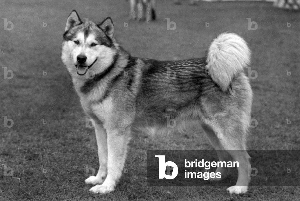 Bild von Fotografie "HERBST/ALASKAN MALAMUTE" 1968 von Thomas Fall