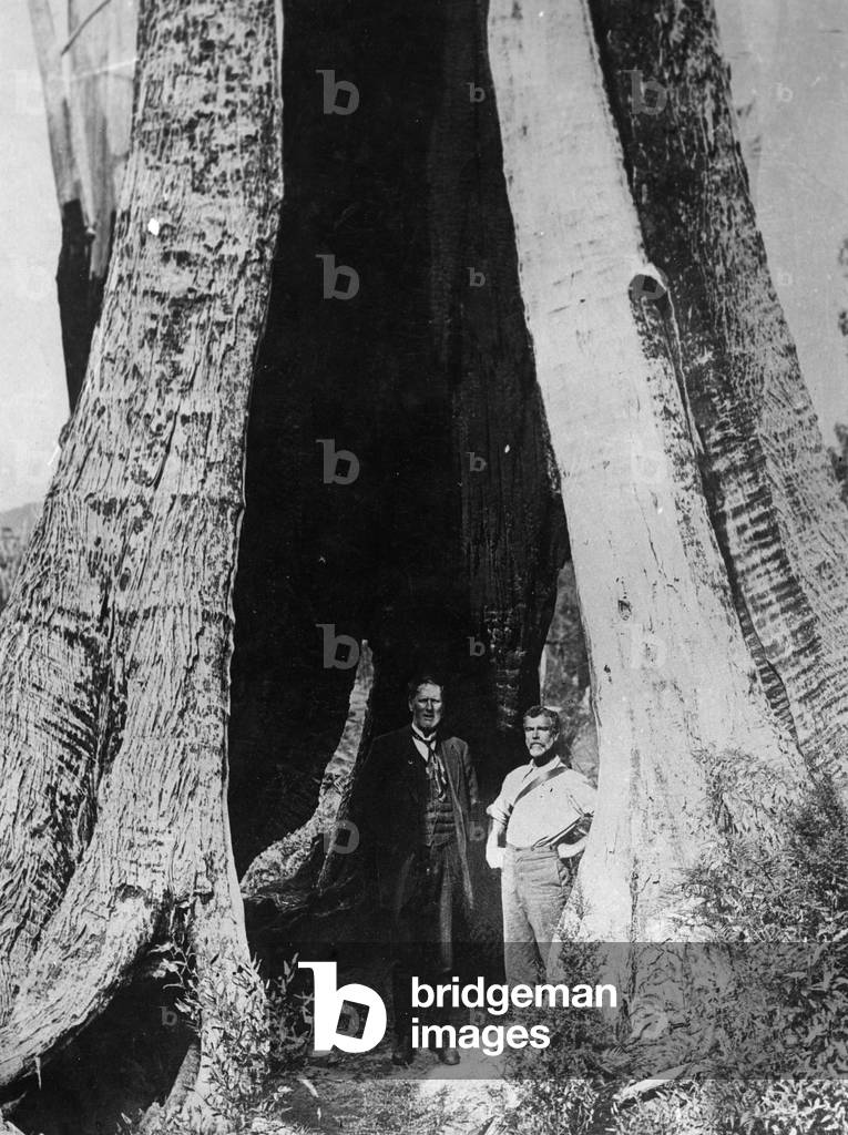 HUGE TREE TRUNK
