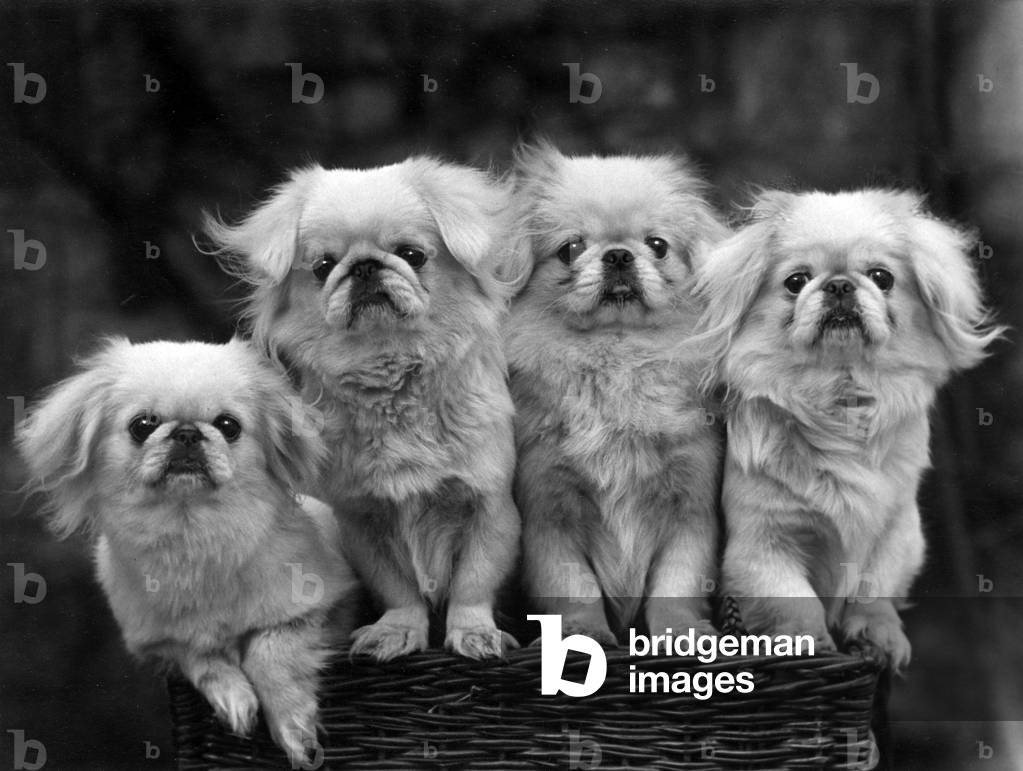 Image of Photography depicting FALL/PEKINGESE 1936 by Thomas Fall
