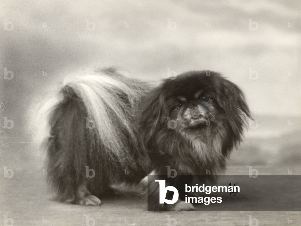 Bild von Fotografie "HERBST/PEKINESE/1932" 1932 von Thomas Fall