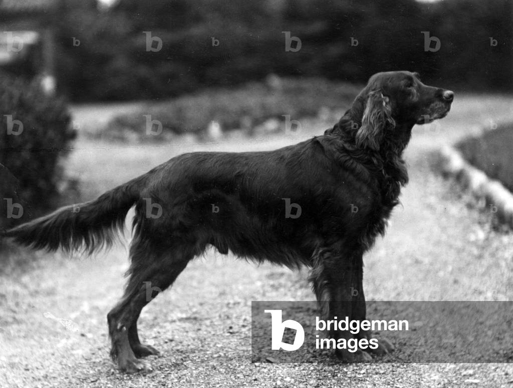 Immagine di Fotografia "FALL/IRISH SETTER/1929" 1929 di Thomas Fall