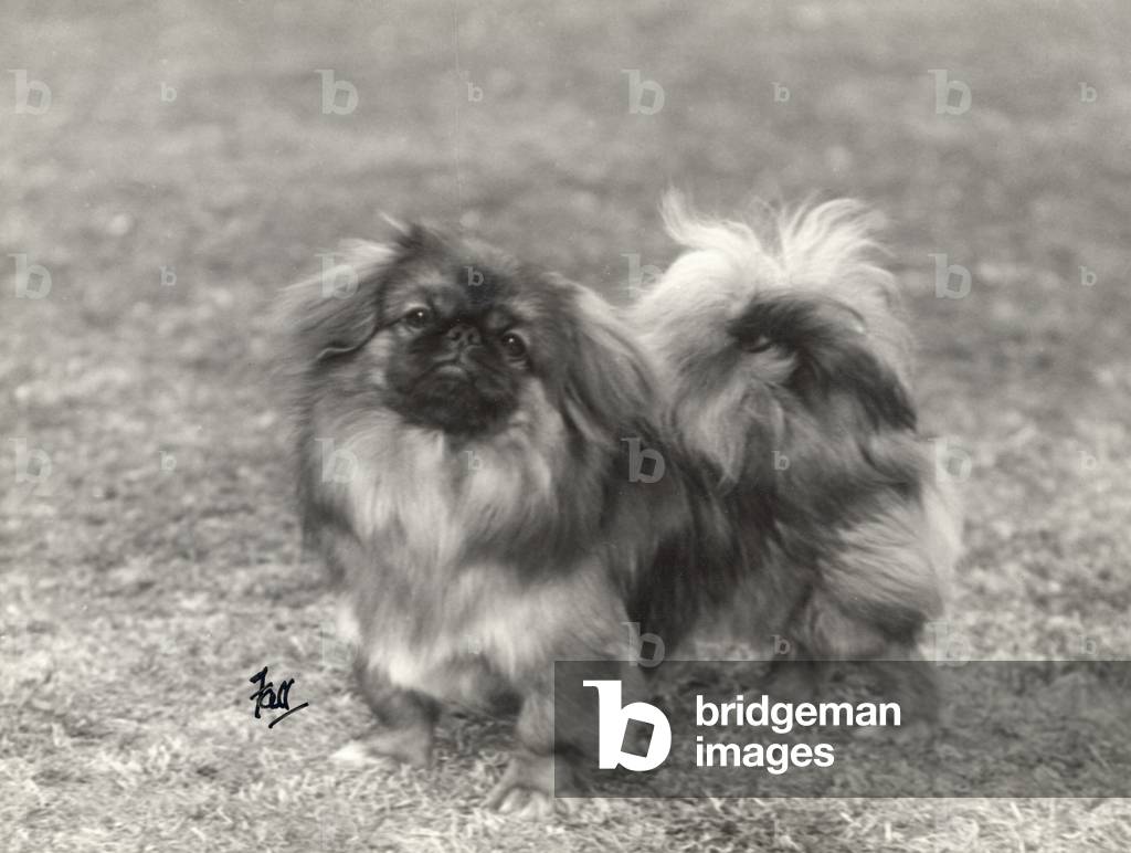 Image de Photographie représentant AUTOMNE/PÉKINOIS/1934 1934 par Thomas Fall