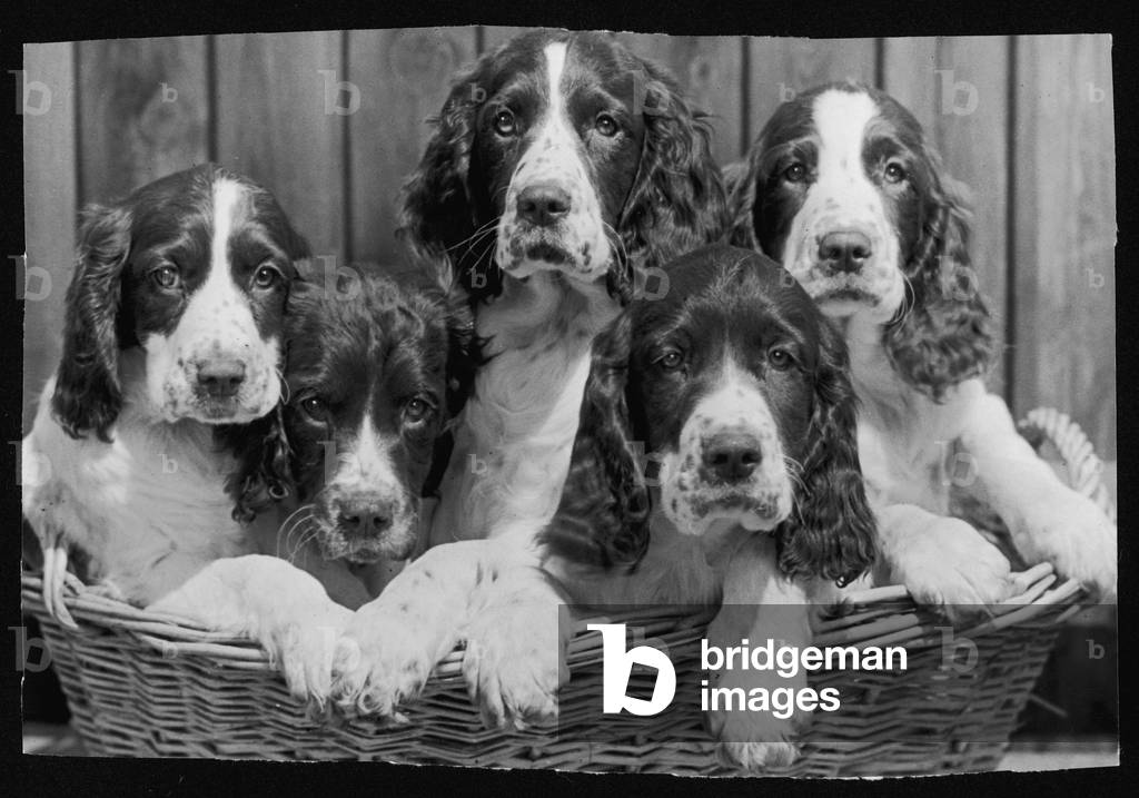Image de Photographie représentant Chiots Springer Spaniel 1946 par Thomas Fall
