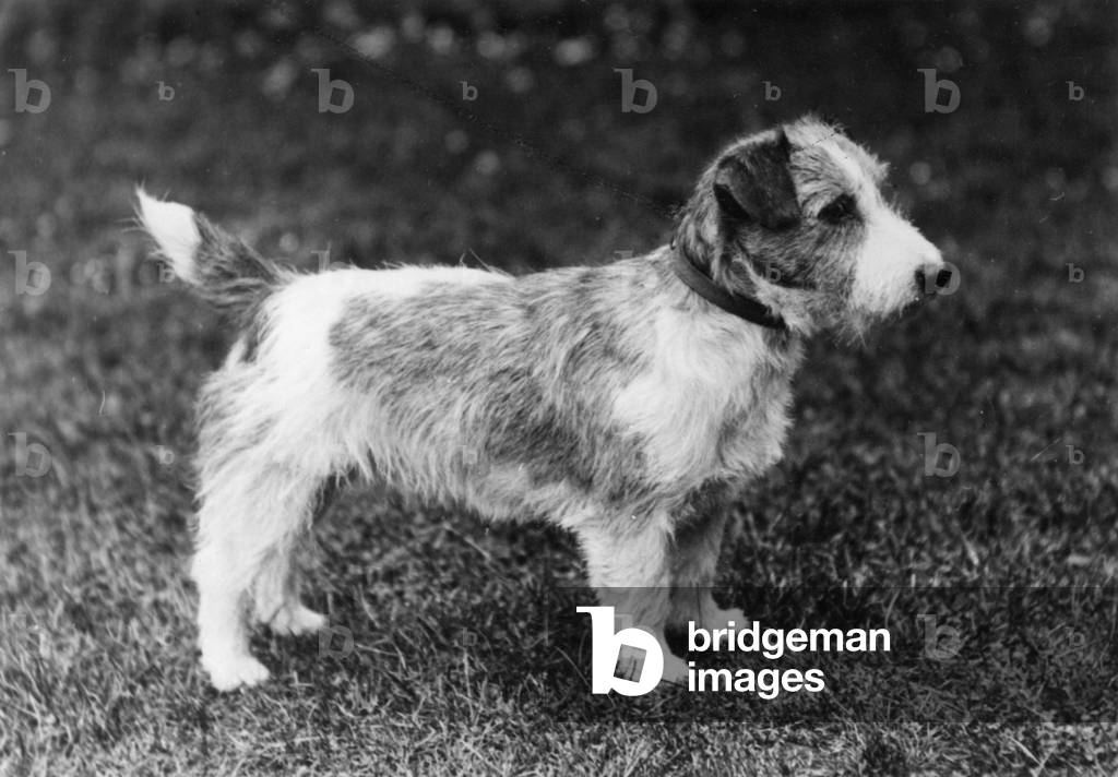Bild von Fotografie "SEALYHAM/GESCHMOLZENER CRACKER" 1914 von Thomas Fall