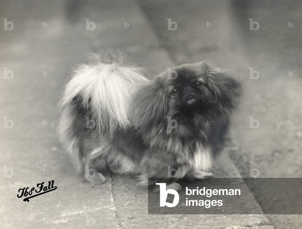 Bild von Fotografie "HERBST/PEKINESE/1937" 1937 von Thomas Fall