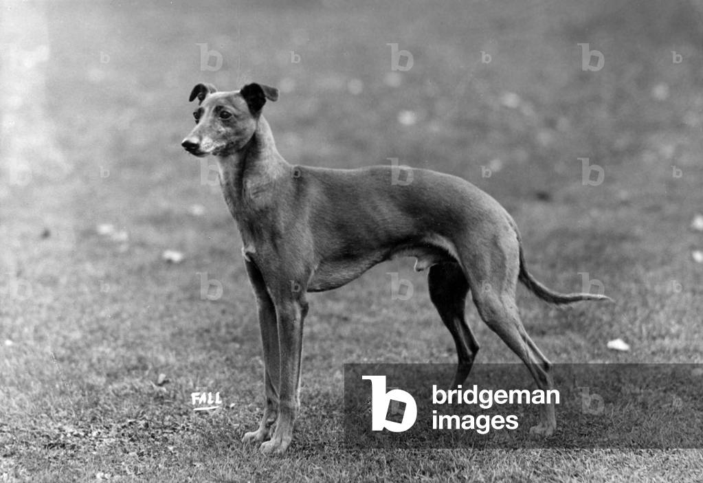 FALL/WHIPPET/1931