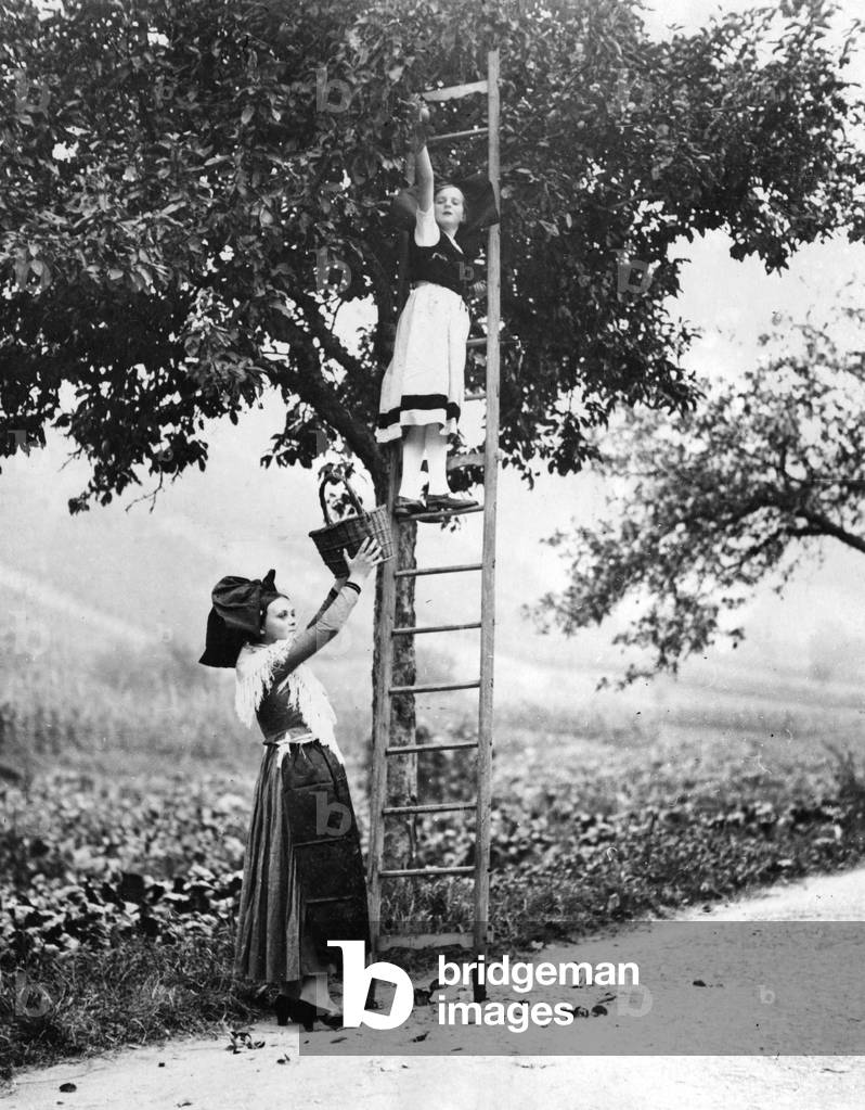 Image de Photographie représentant CUEILLEURS DE FRUITS FRANÇAIS 1930 par Barnaby's Studios Ltd