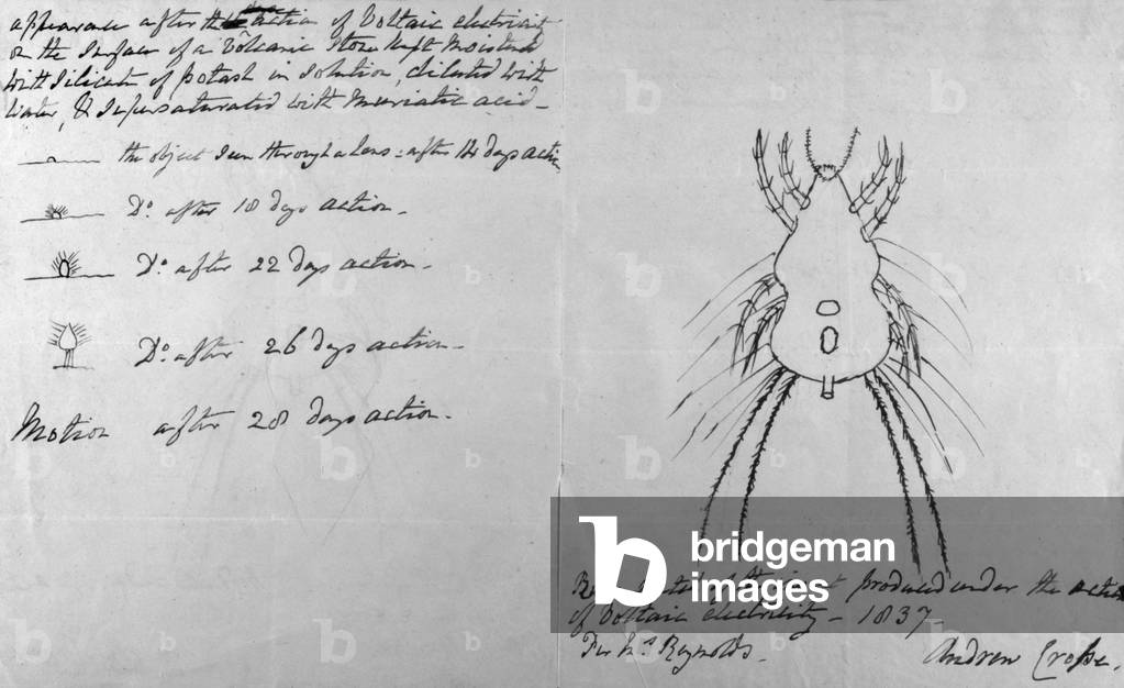 Image of Drawing depicting FOLKLORE/INSECTS 1837