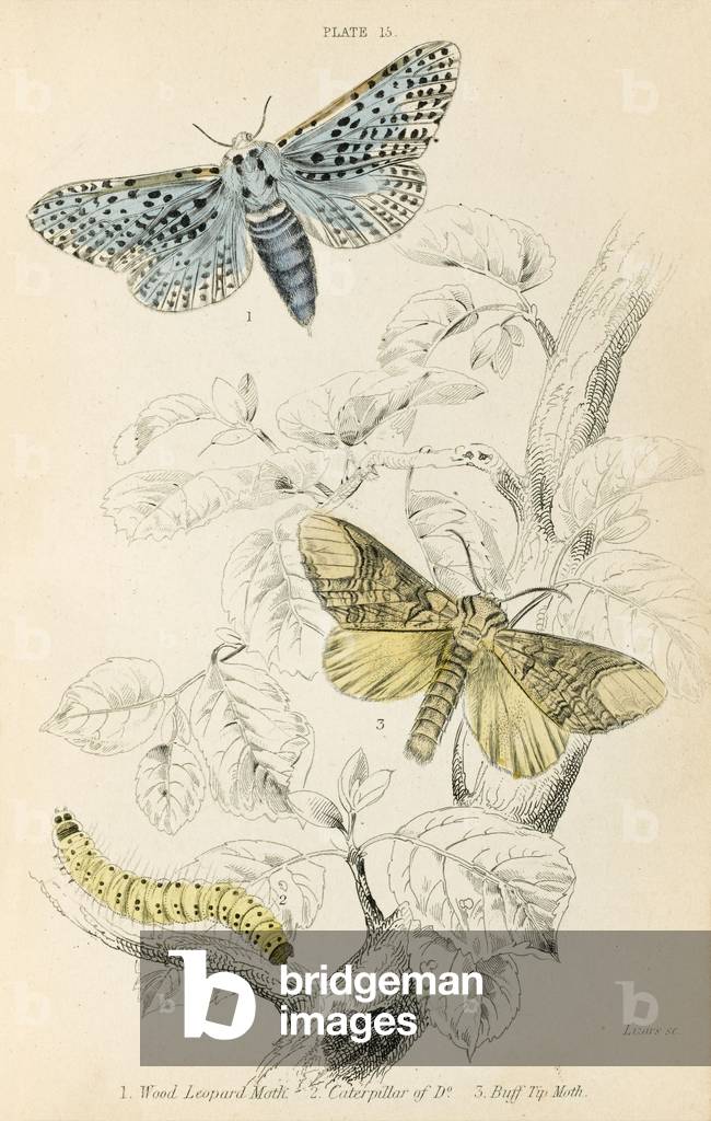 Immagine di Stampa "LEGNO LEOPARDATO E PUNTA LUCIDA" 1880