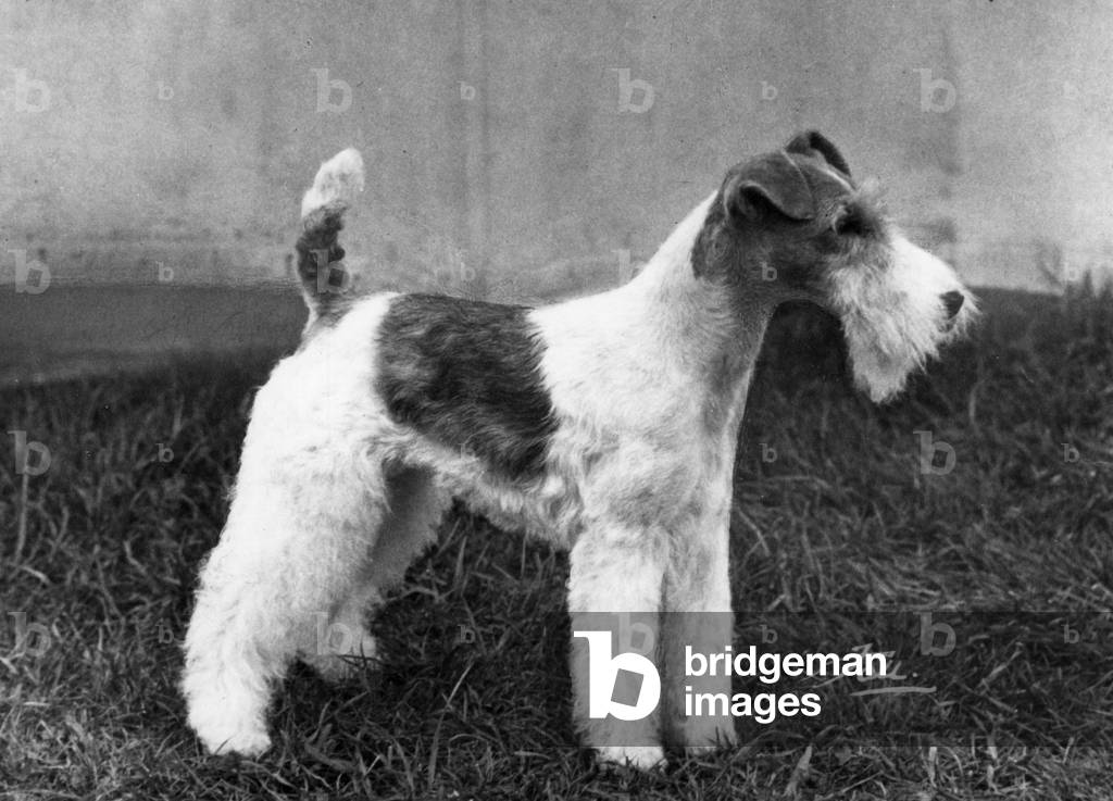 Image de Photographie représentant AUTOMNE/WIRE FOX TERRIER/68 1968 par Thomas Fall