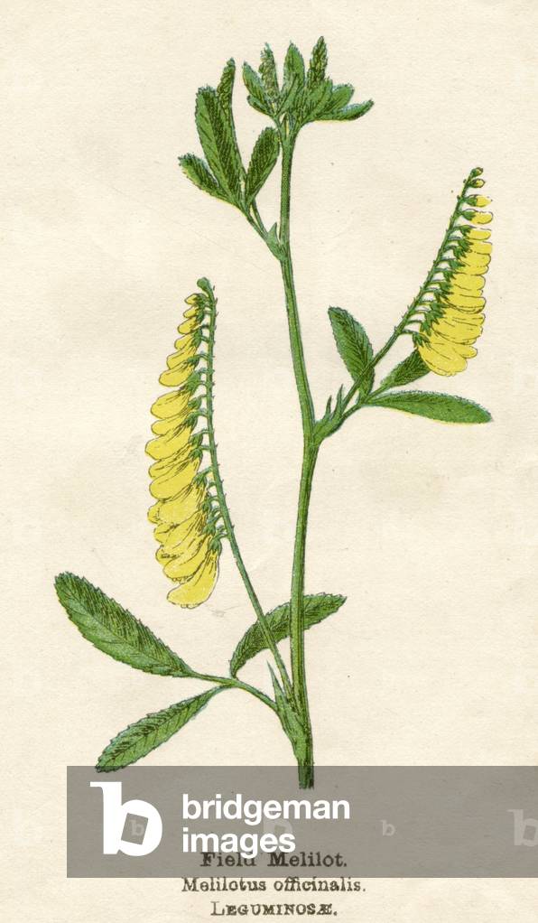 MELILOTUS OFFICINALIS