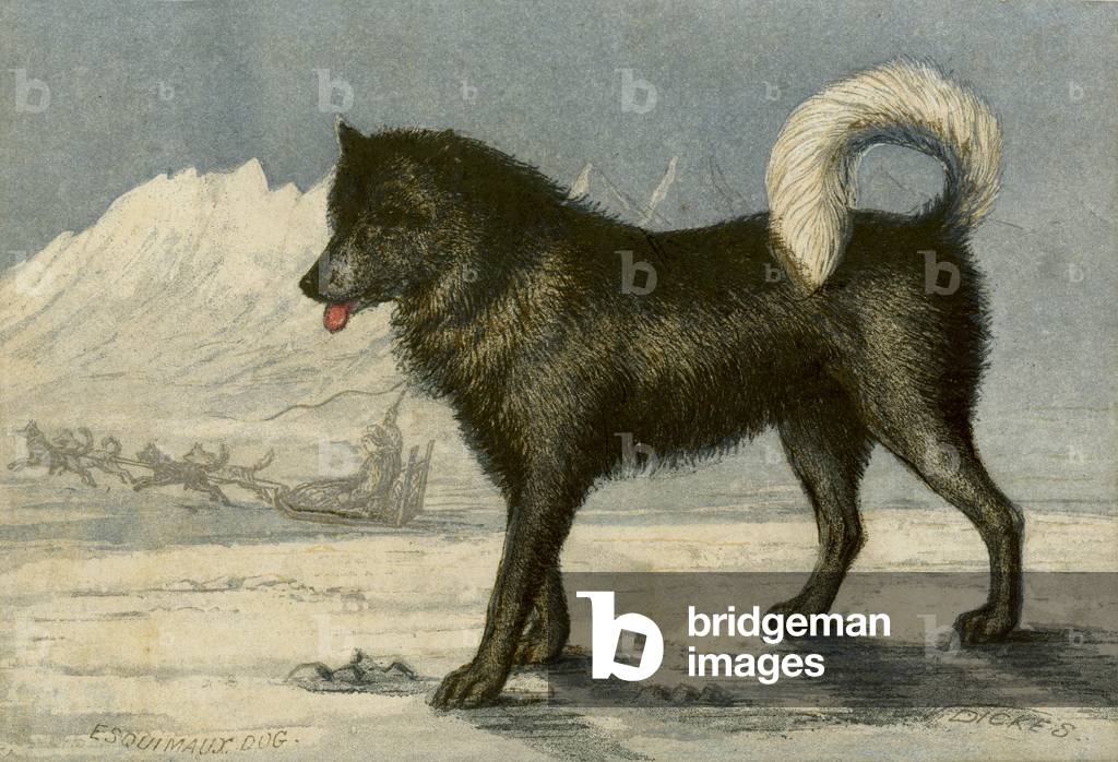 Eskimo dog