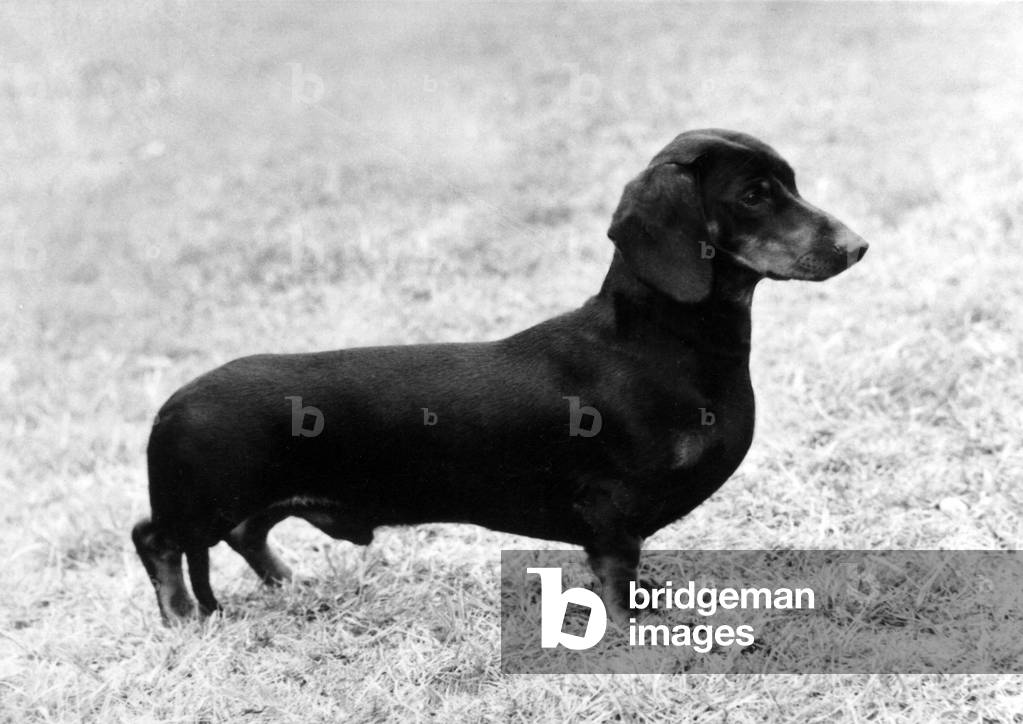 Image of Photography depicting FALL/DACHSHUND/1975 1975 by Thomas Fall