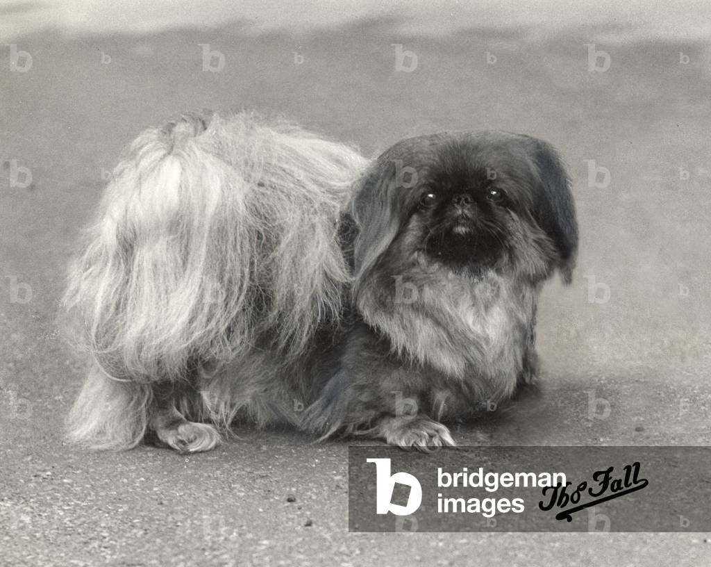 AUTUNNO/PEKINGESE/1936