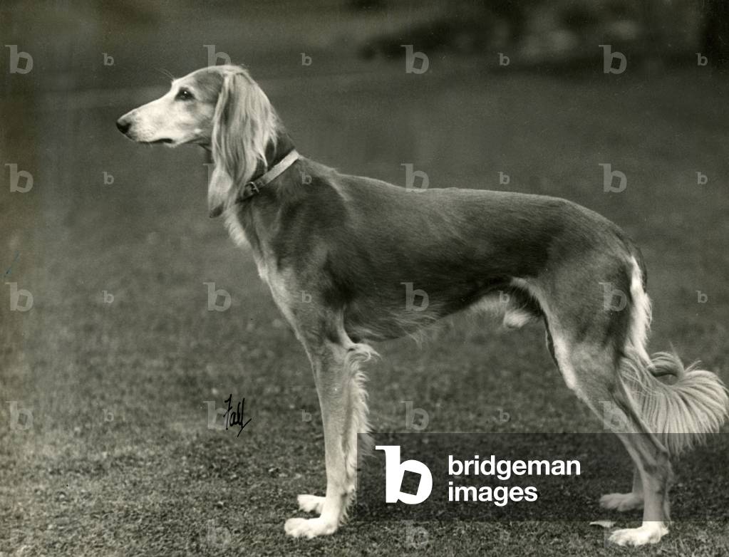 Image of Photography depicting FALL/SALUKI/1933 1933 by Thomas Fall