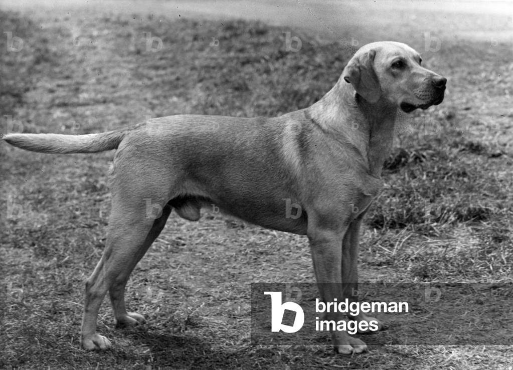 Bild von Fotografie "HERBST/LABRADOR-RETRIEVER" 1956 von Thomas Fall