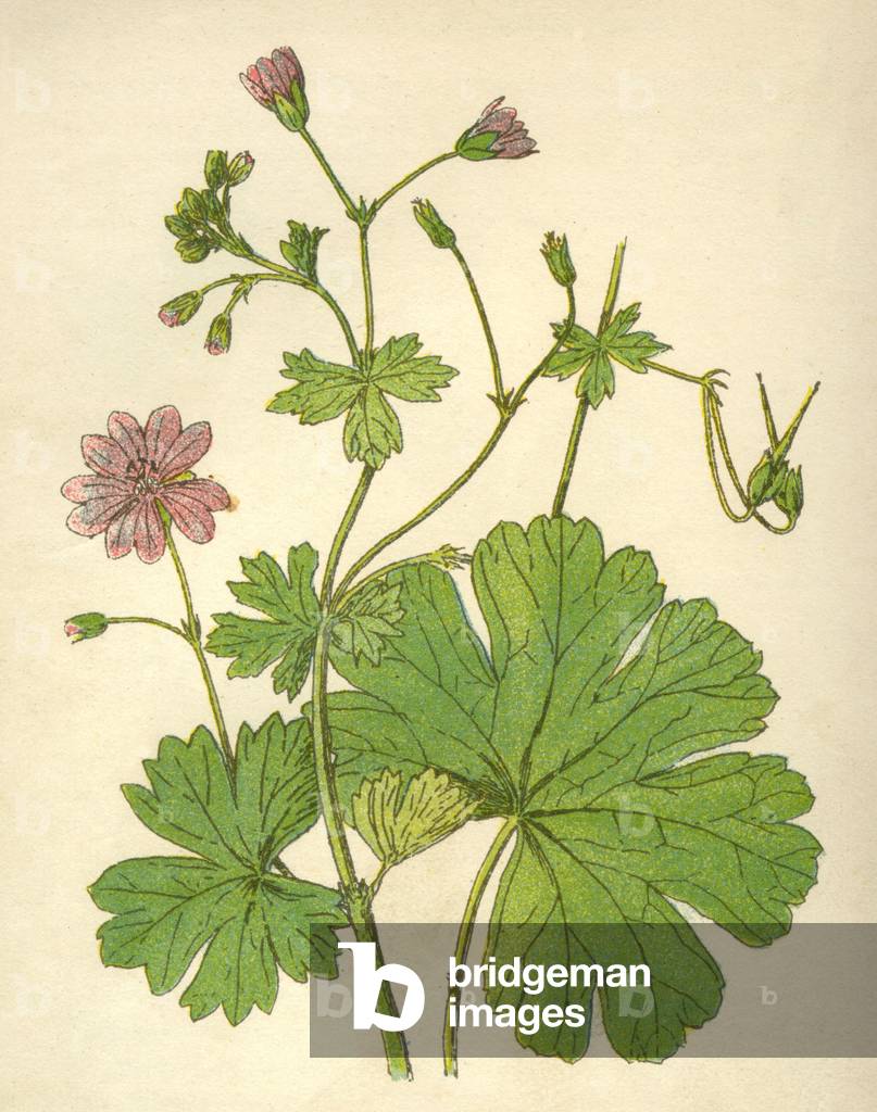 PFLANZEN/GERANIE MOLLE