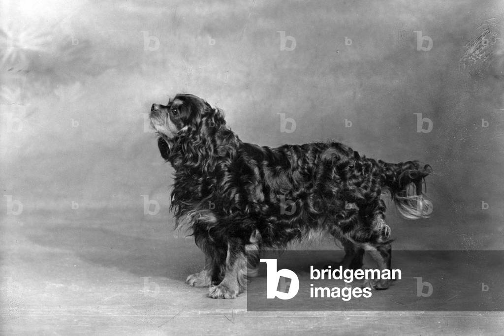 AUTOMNE/CAVALIER/1948