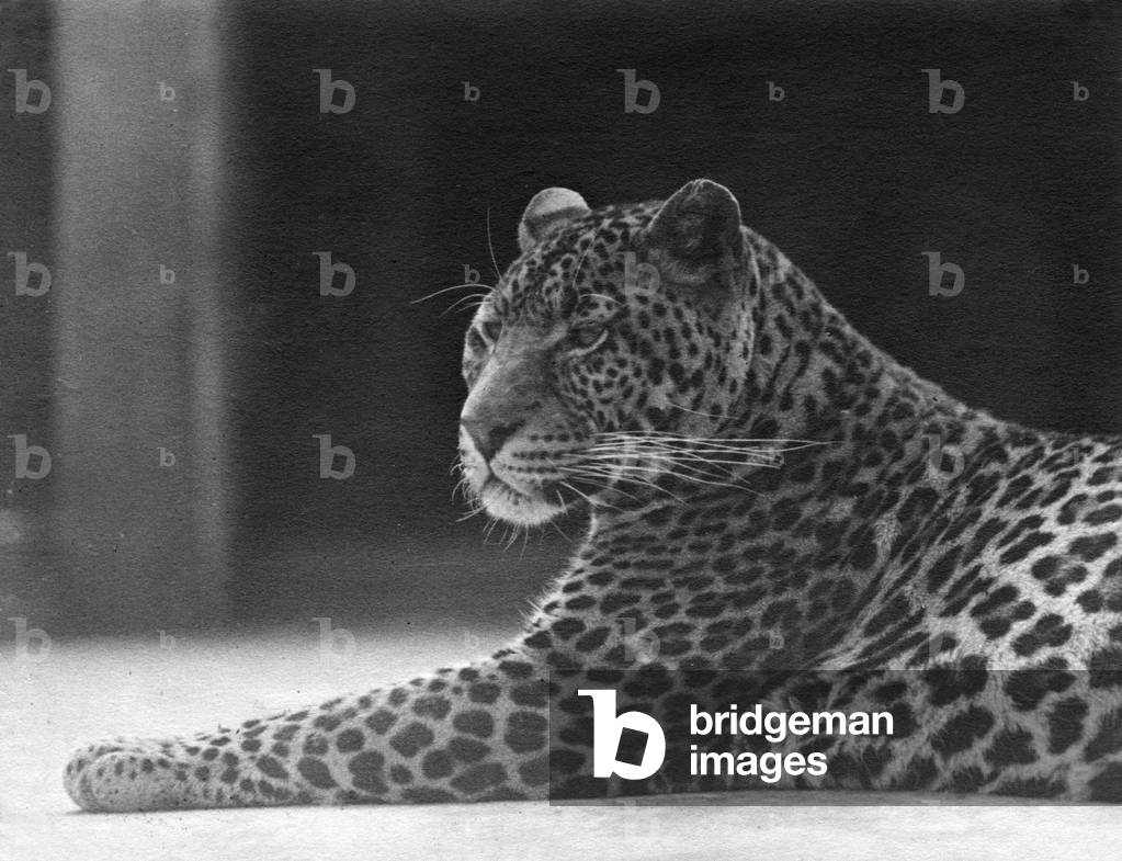 Image de Photographie représentant LÉOPARD INCLINABLE 1930 par Barnaby's Studios Ltd