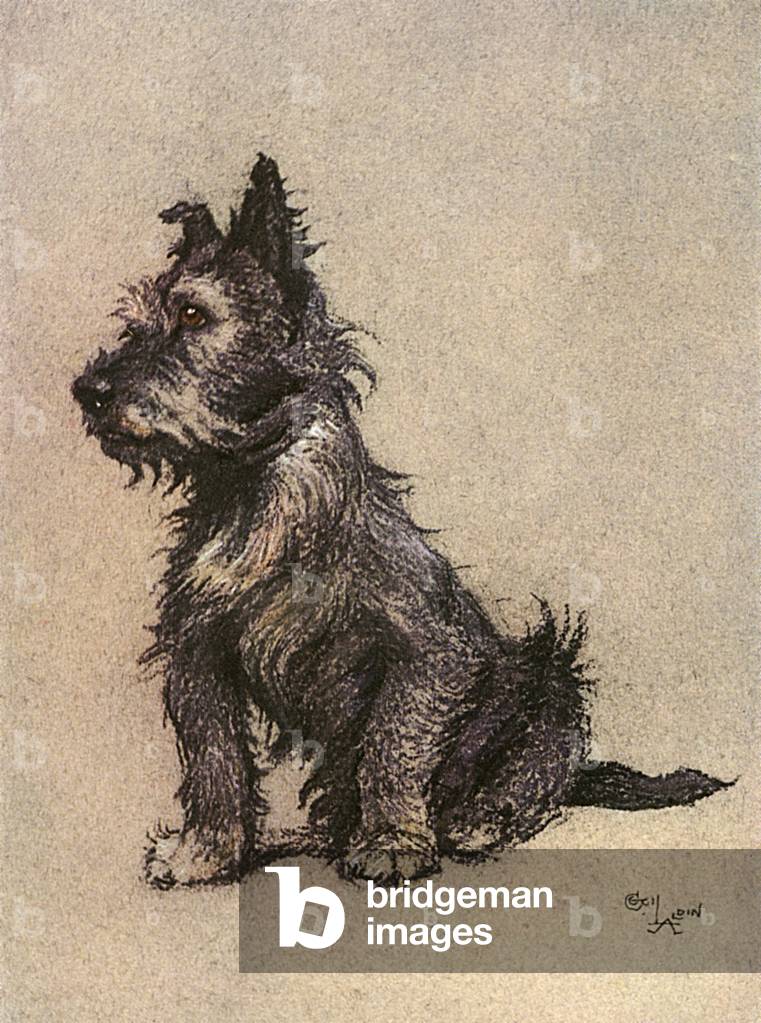Image de Estampe représentant Cairn Terrier 1928 par Cecil Charles Windsor Aldin