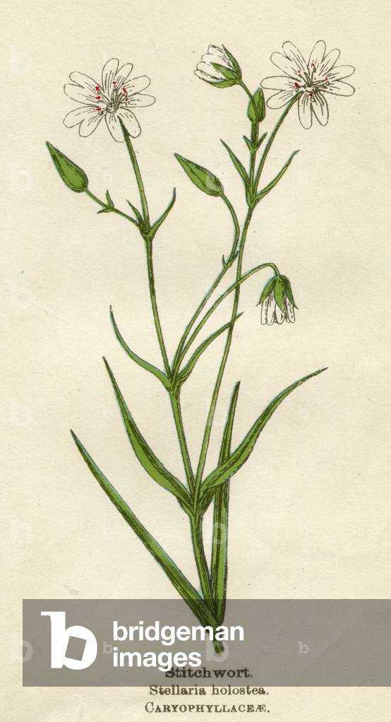 STELLARIA HOLOSTEA