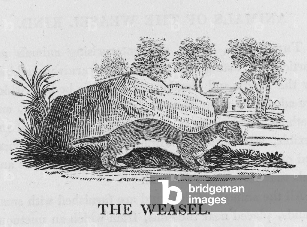 Bild von Gravur "BWICK/WIESEL" 1790