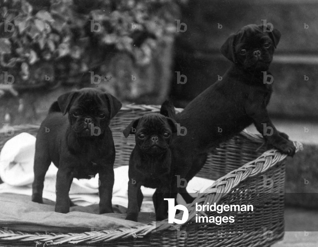 Image of Photography depicting FALL/PUG/1929 1929 by Thomas Fall