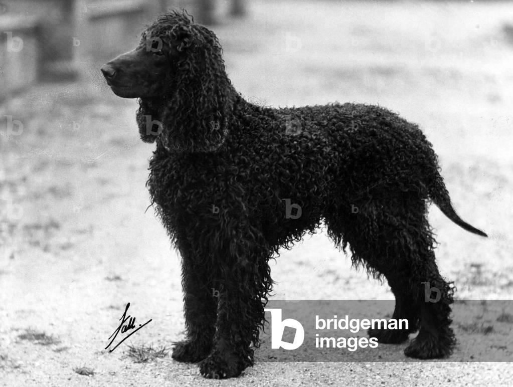 FALL/IRISH WATER SPANIEL