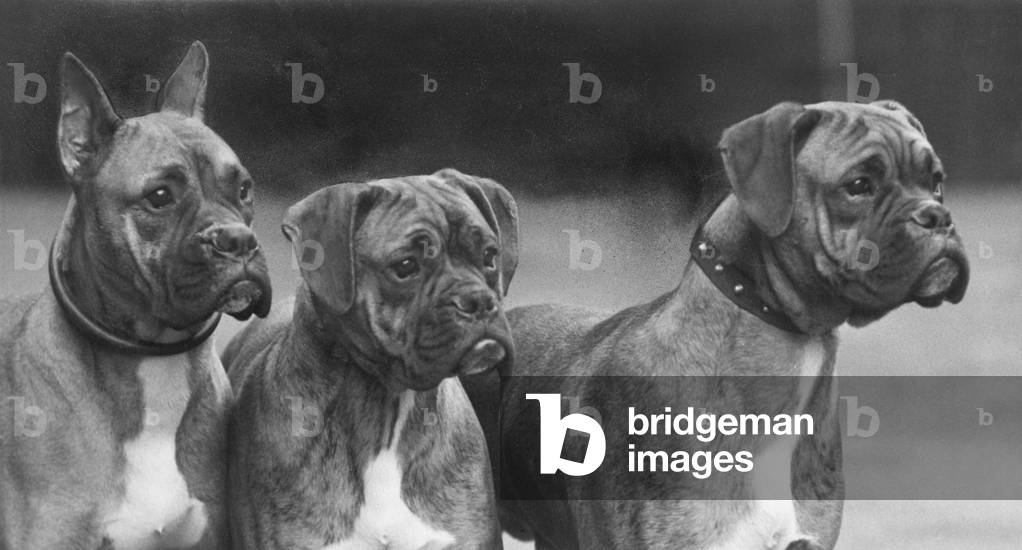 Image of Photography depicting Boxer - 3 Heads - 1937 1937 by Thomas Fall