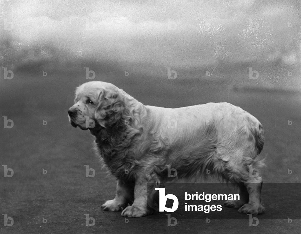 AUTOMNE/CLUMBER SPANIELS/36
