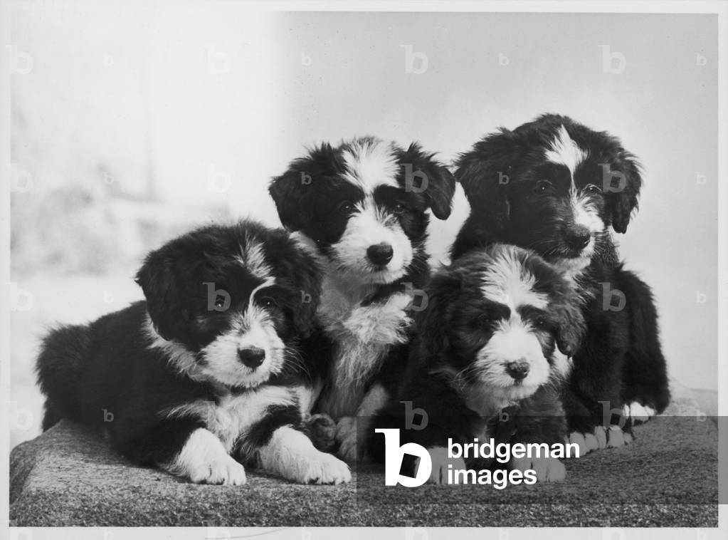 BARBUTO COLLIE/CUCCIOLI