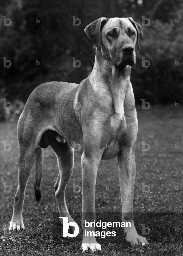 HERBST/DEUTSCHE DOGGE/1936