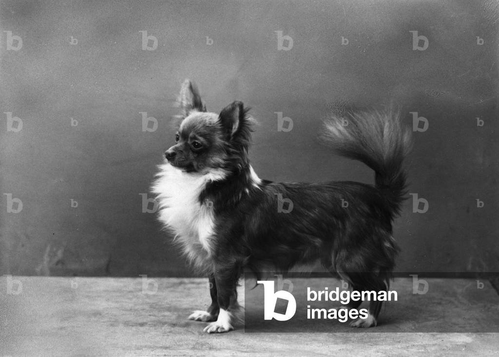 Bild von Fotografie "HERBST/CHIHUAHUA/TAFFY BOY" 1955 von Thomas Fall