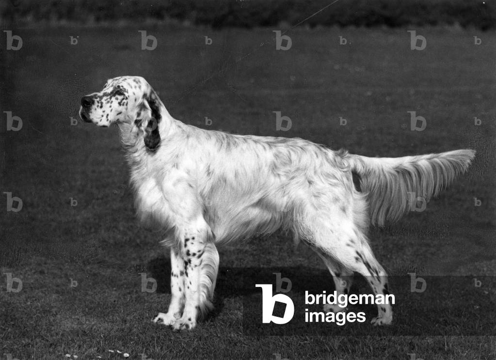 Bild von Fotografie "HERBST/ENGLISCHER SETTER/1966" 1966 von Thomas Fall