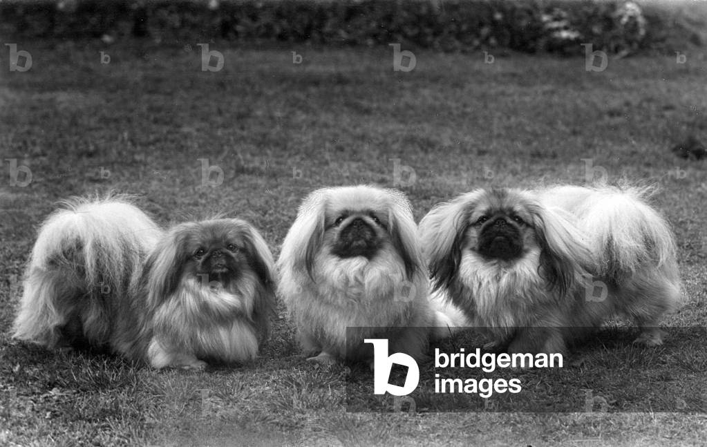 FALL/PEKINGESE/1949