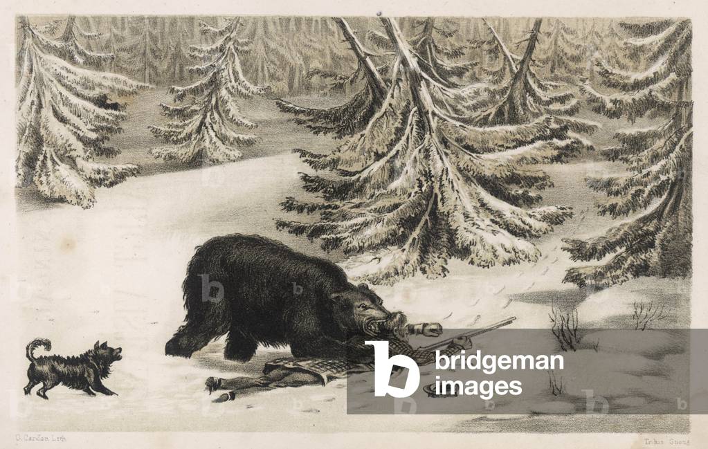 Image de Estampe représentant CHASSEUR D'ATTAQUES D'OURS 1855