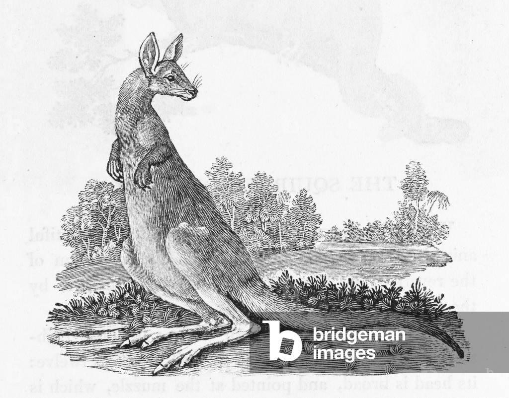 Bild von Gravur "KÄNGURU (BEWICK)" 1790