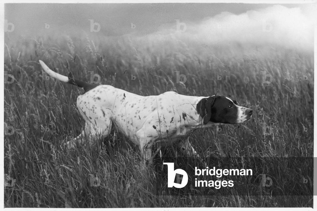 Fall - Pointer - 1938