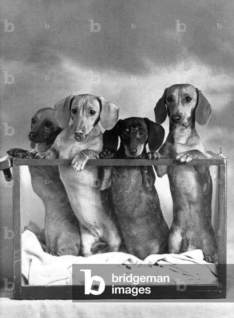 Image of Photography depicting FALL/DACHSHUND/MINI/1952 1952 by Thomas Fall