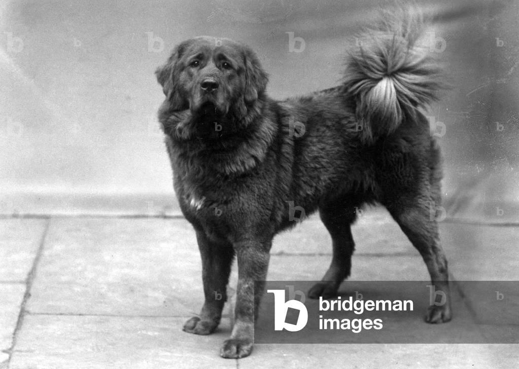 Bild von Fotografie "HERBST/TIBETISCHER MASTIFF/35" 1935 von Thomas Fall