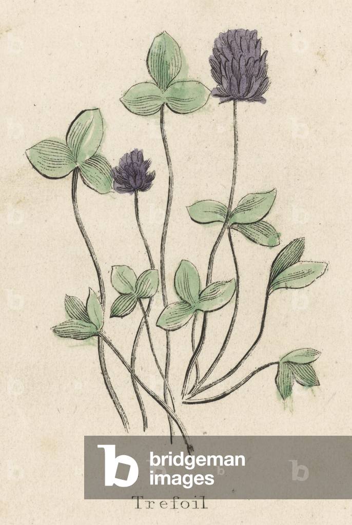 Bild von Druck "LOTUS CORNICULATUS" 1820 von Edmund Culpeper