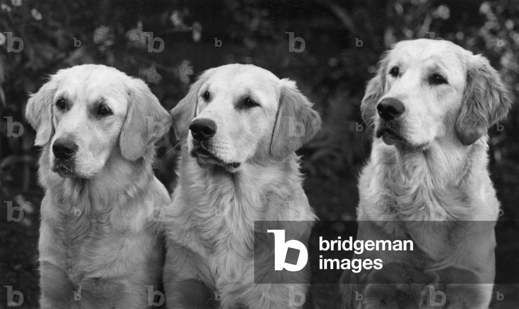 Image de Photographie représentant AUTOMNE/GOLDEN RETRIEVER 1963 par Thomas Fall