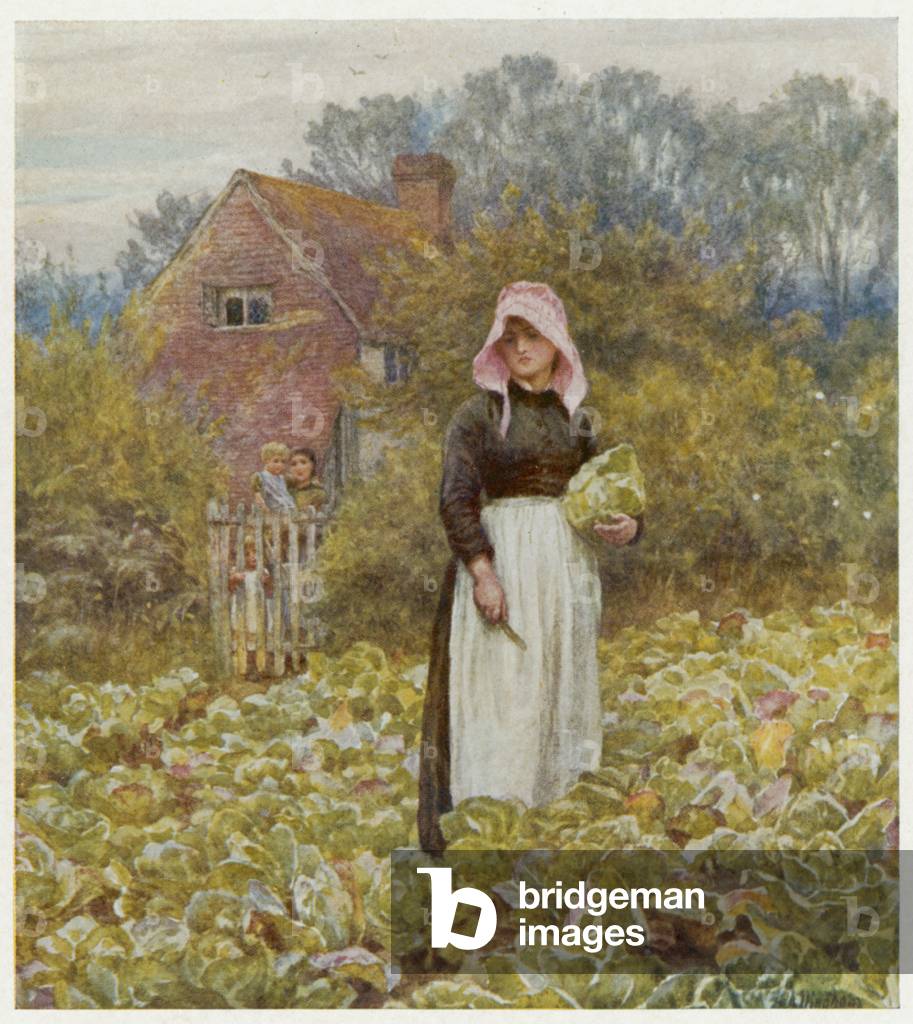 CAVOLI DA TAGLIO/ALLINGH